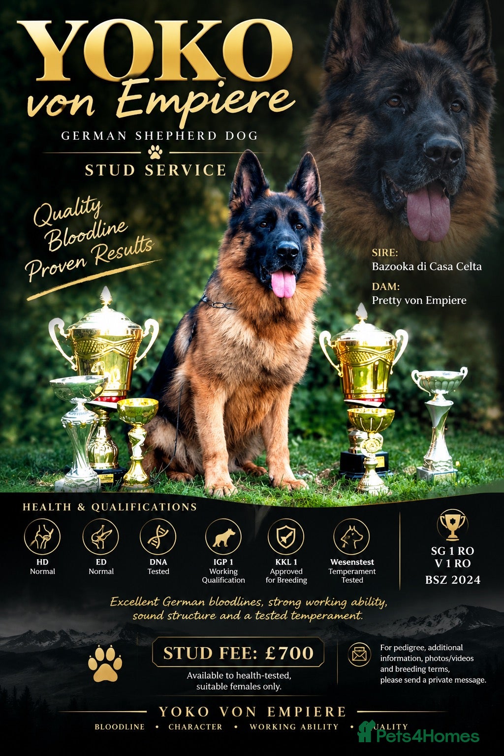 German Shepherd dogs Yoko von Empiere– AVAILABLE FOR STUD - Advert 2
