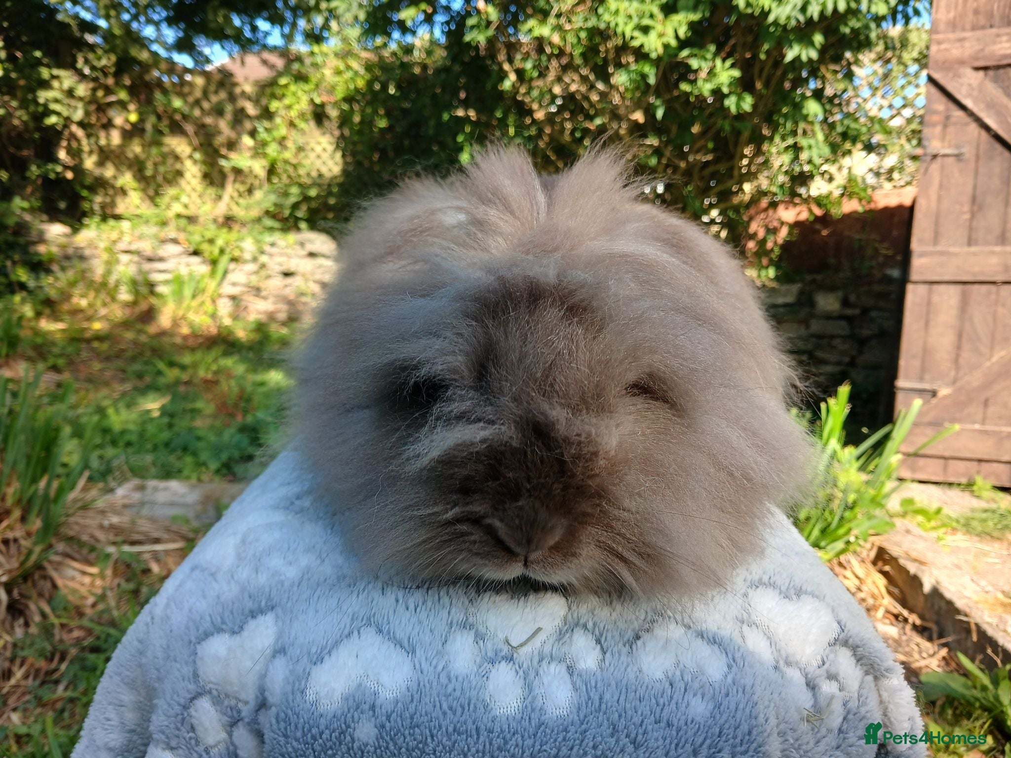 Lionhead rabbits Stunning Chocolate DM lionhead adult female rabbit - Advert 1