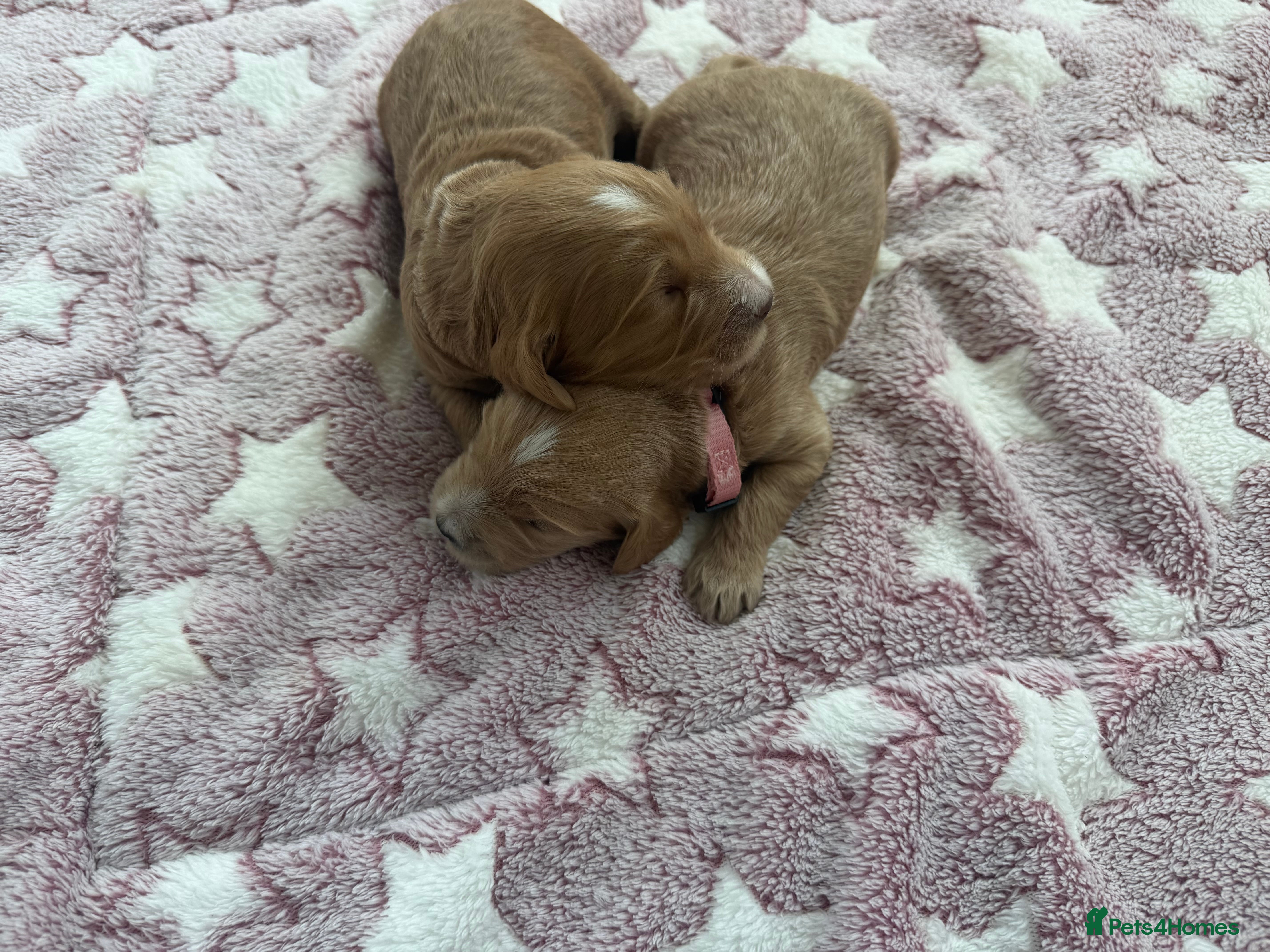 Goldendoodle dogs Stunning Multigenerational Goldendoodle Girls  - Advert 2