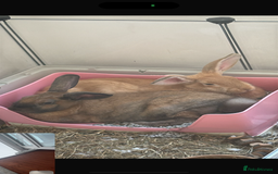 English rabbits for sale: Two female rabbits for sale and enclosure  - Image 2