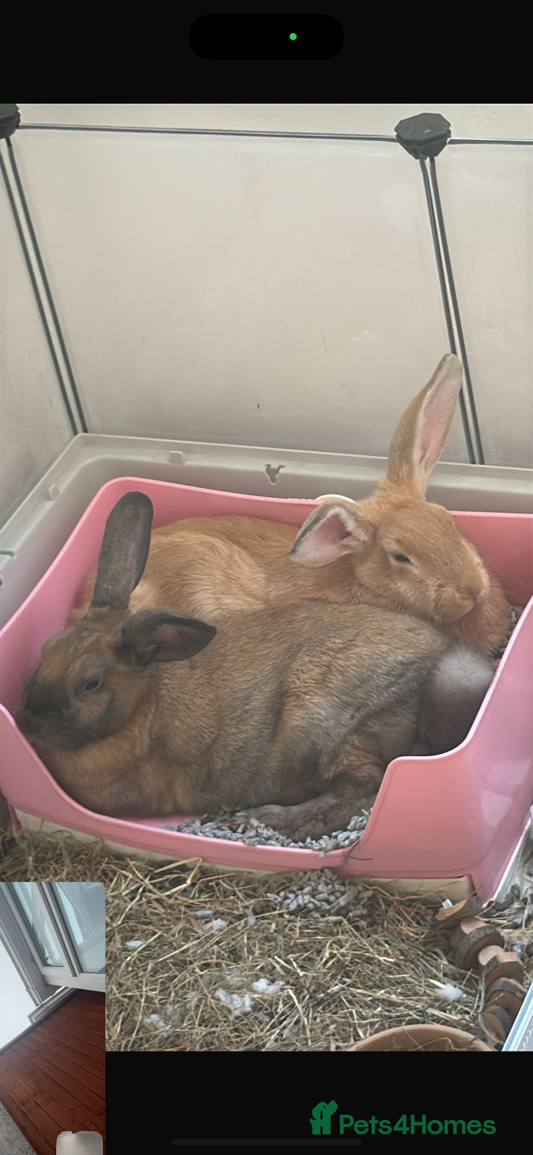 English rabbits for sale: Two female rabbits for sale and enclosure  - Image 2