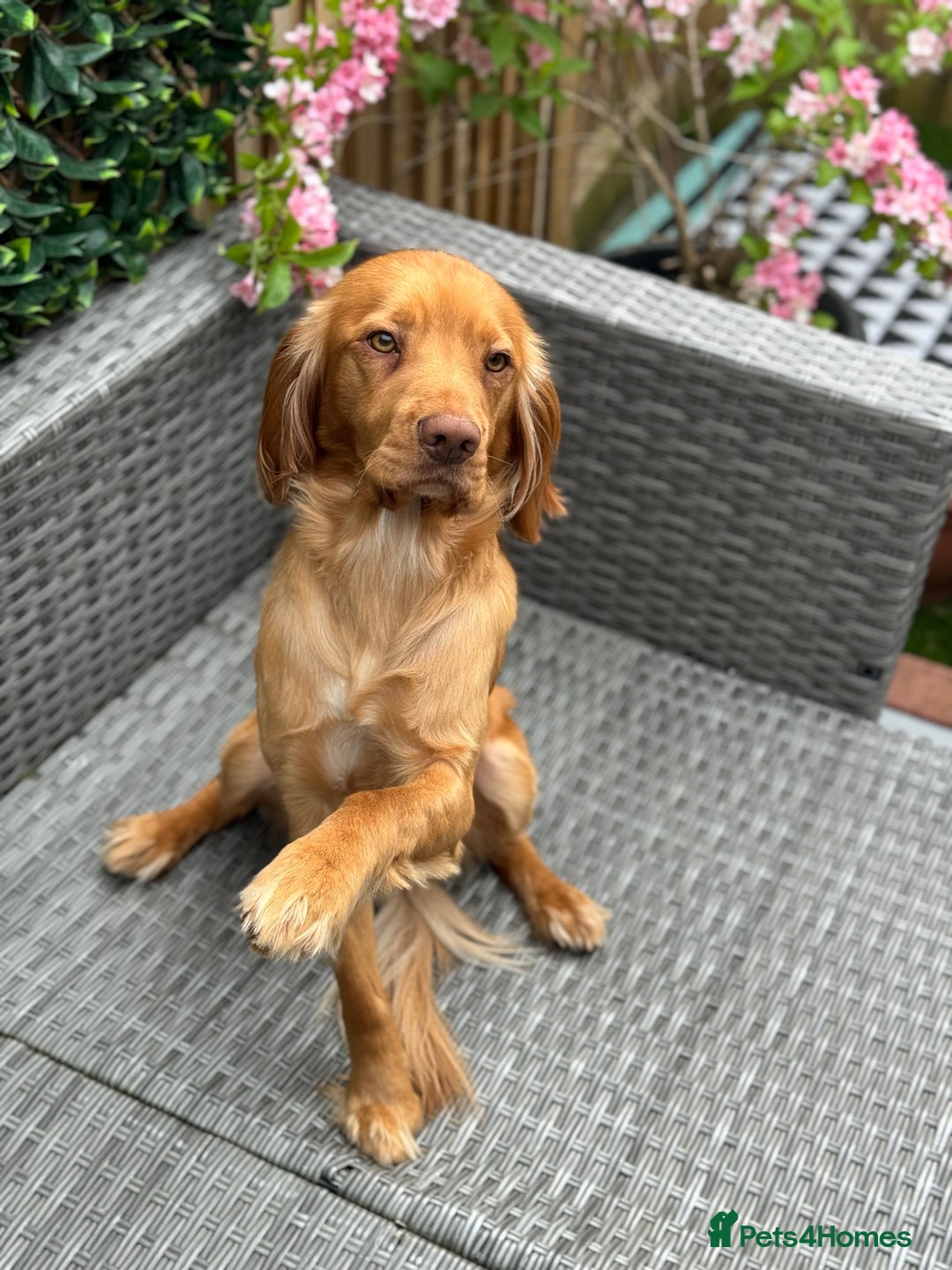 Cocker Spaniel dogs for sale: Beautiful litter of cocker spaniels  - Advert 11