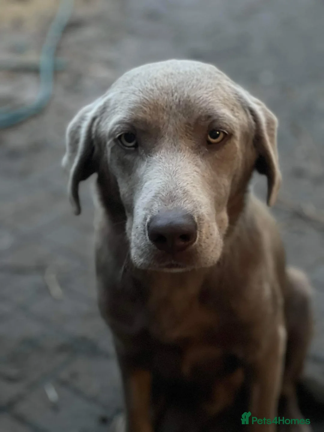 Labrador Retriever dogs for stud: Handsome silver labrador for stud  in Sunderland - Advert 3