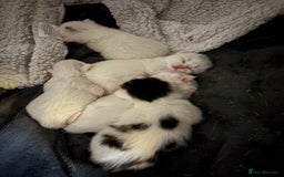 Mixed Breed cats for sale: Mixed snowshoe kitten - Image 9