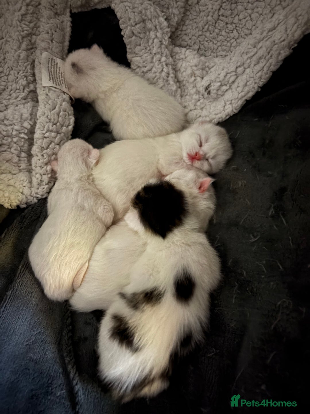Mixed Breed cats for sale: Mixed snowshoe kitten - Image 9
