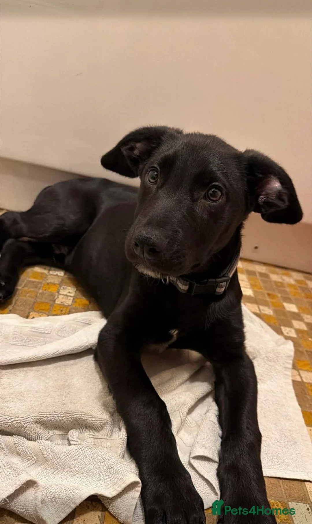 Mixed Breed dogs for sale: 13 week old Belgian Malinois x German shepherd  in Hamilton - Advert 6