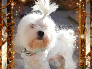 Maltese dogs in Blackpool - Advert 9