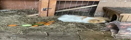 Guinea Pig rodents for sale: 2 pairs of guinea pigs  - Advert 10