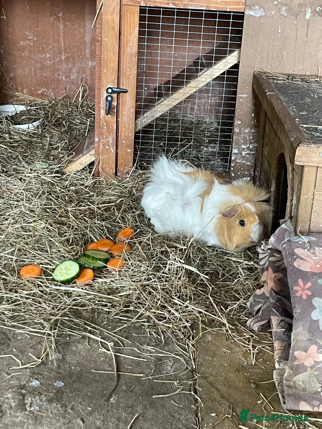 Guinea Pig rodents for sale: 2 pairs of guinea pigs  - Advert 10