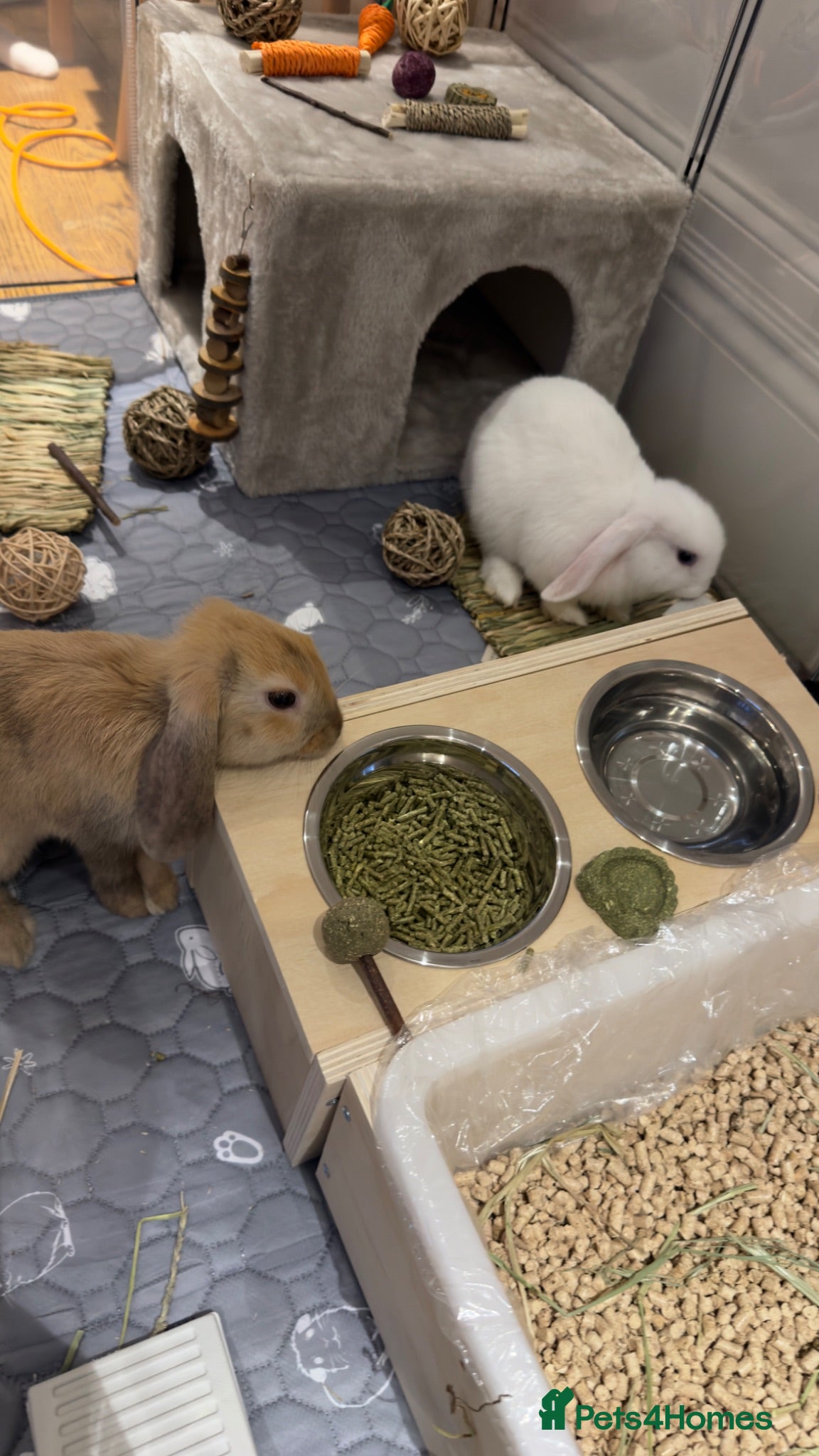 Mini Lop rabbits Beige and White Mini Loop, toilet trained !!  - Advert 1