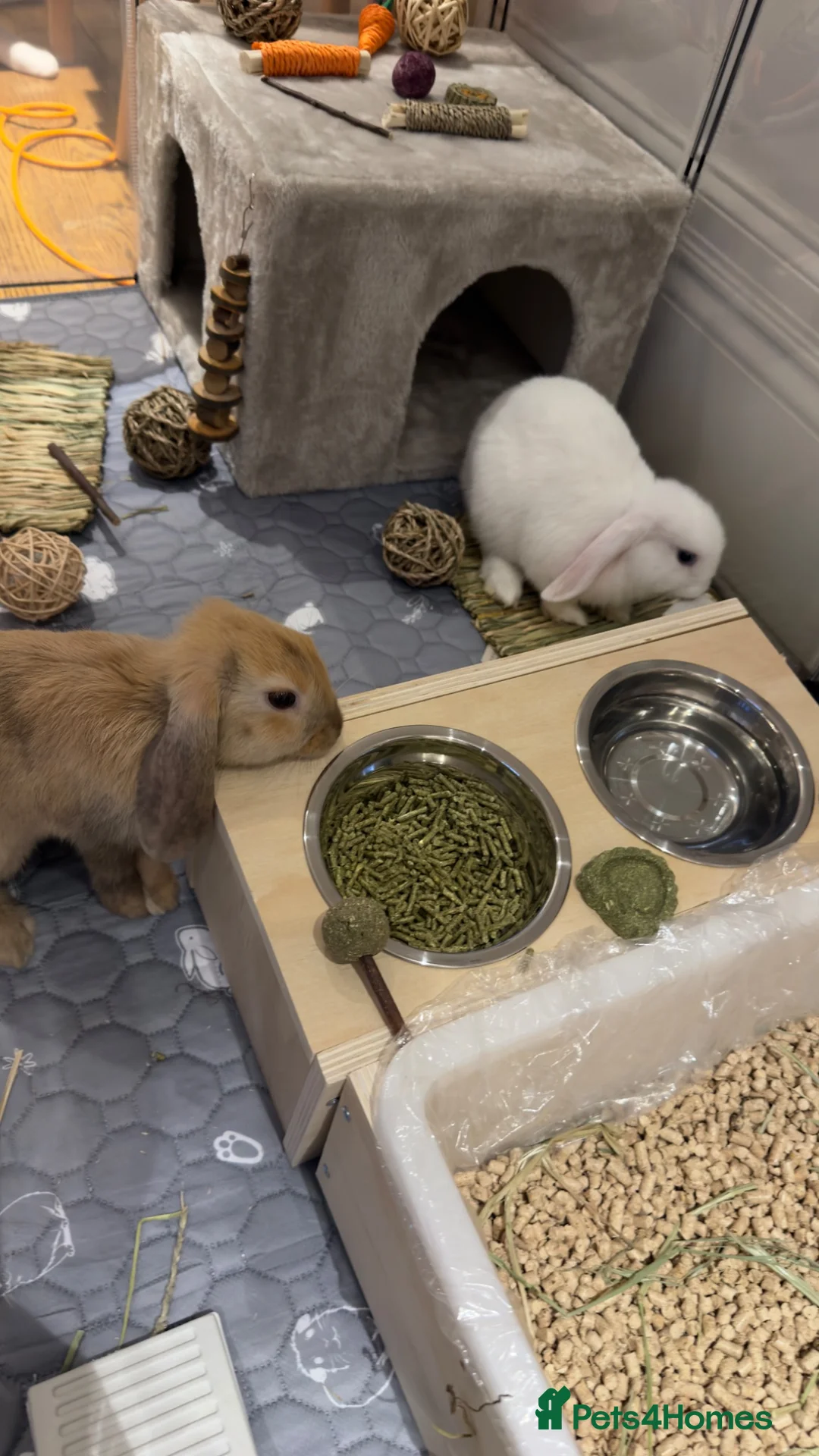 Mini Lop rabbits for sale: Beige and White Mini Loop, toilet trained !!  - Advert 1
