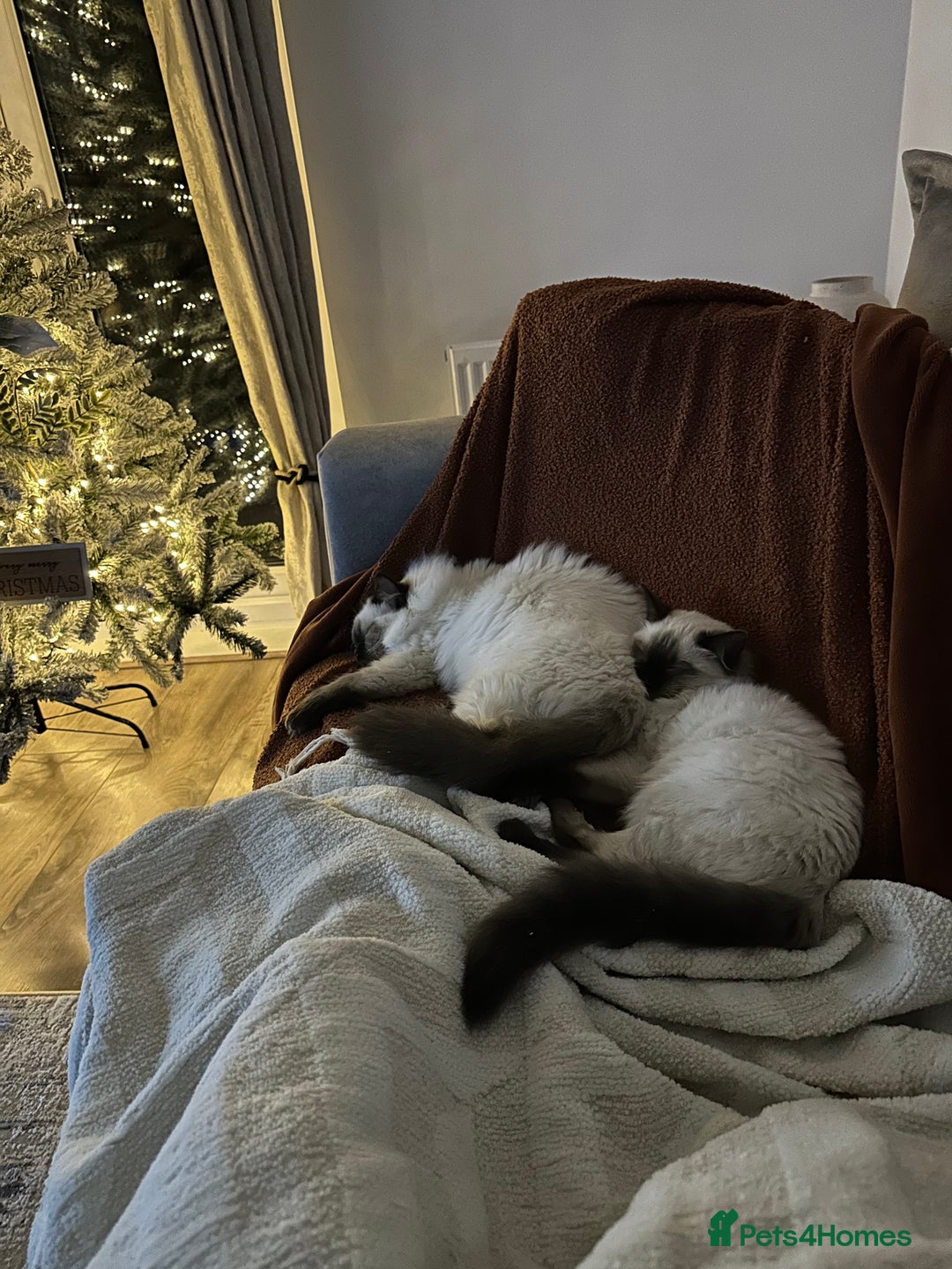 Ragdoll cats for sale: Ragdoll male Kittens For Sale - Advert 12