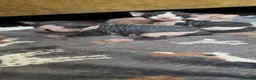 Sphynx cats for sale: 5 Beautiful Sphynx Babies  - Advert 14