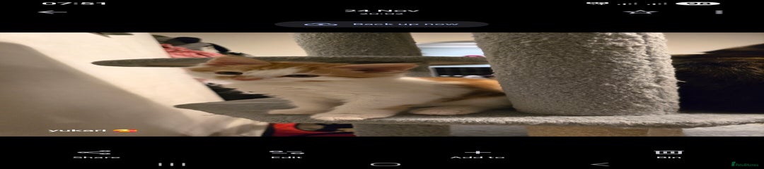 Mixed Breed Kitten 1