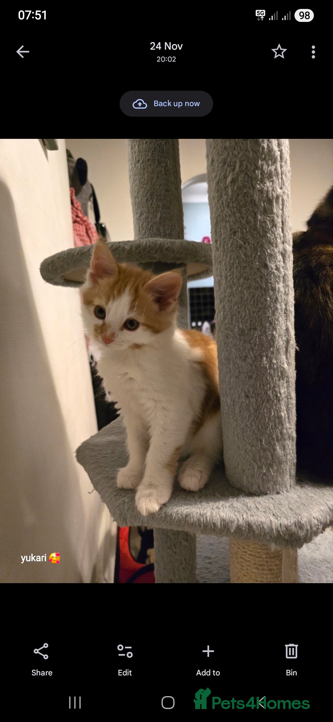 Mixed Breed cats for sale: Cute kittens ready for their new home - Advert 10