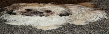 Shih Tzu Puppy 1