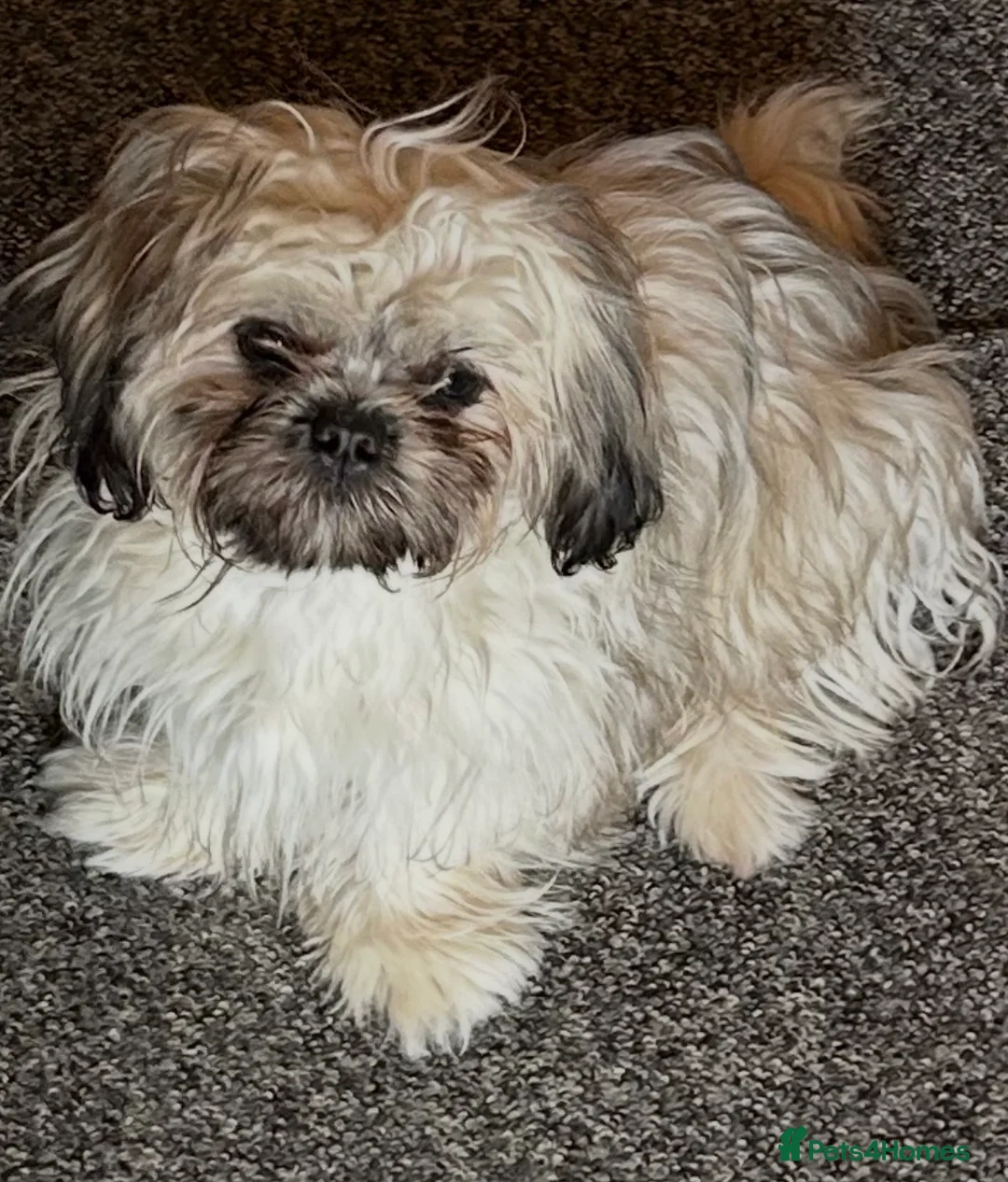 Shih Tzu dogs for sale: Imperial ShihTzu puppy - Advert 14