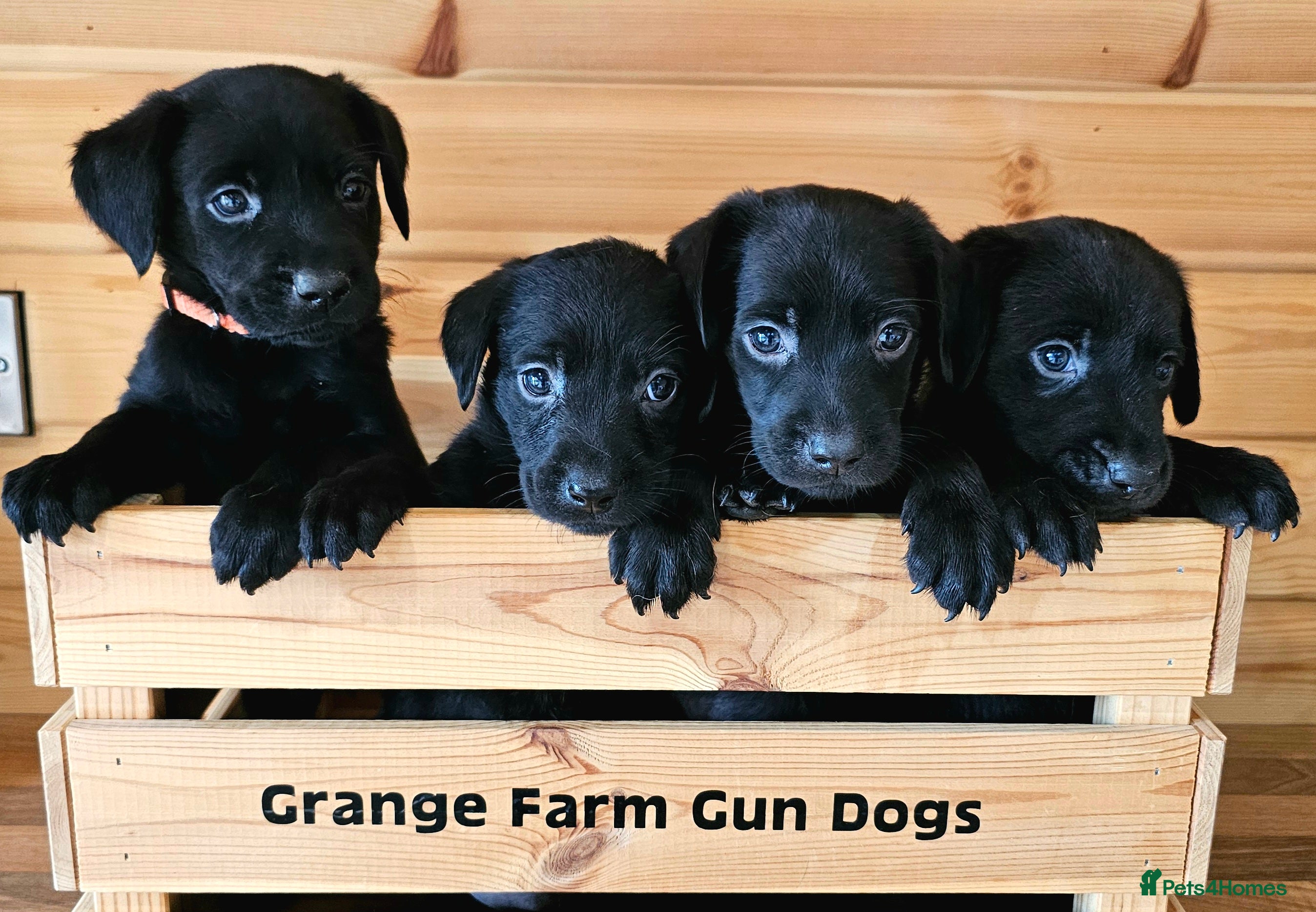 Labrador Retriever dogs 8 BEAUTIFUL KCREG LABRADORS. HEALTH TESTED PARENTS - Advert 1