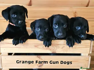 Labrador Retriever dogs 8 BEAUTIFUL KCREG LABRADORS. HEALTH TESTED PARENTS - Advert 7