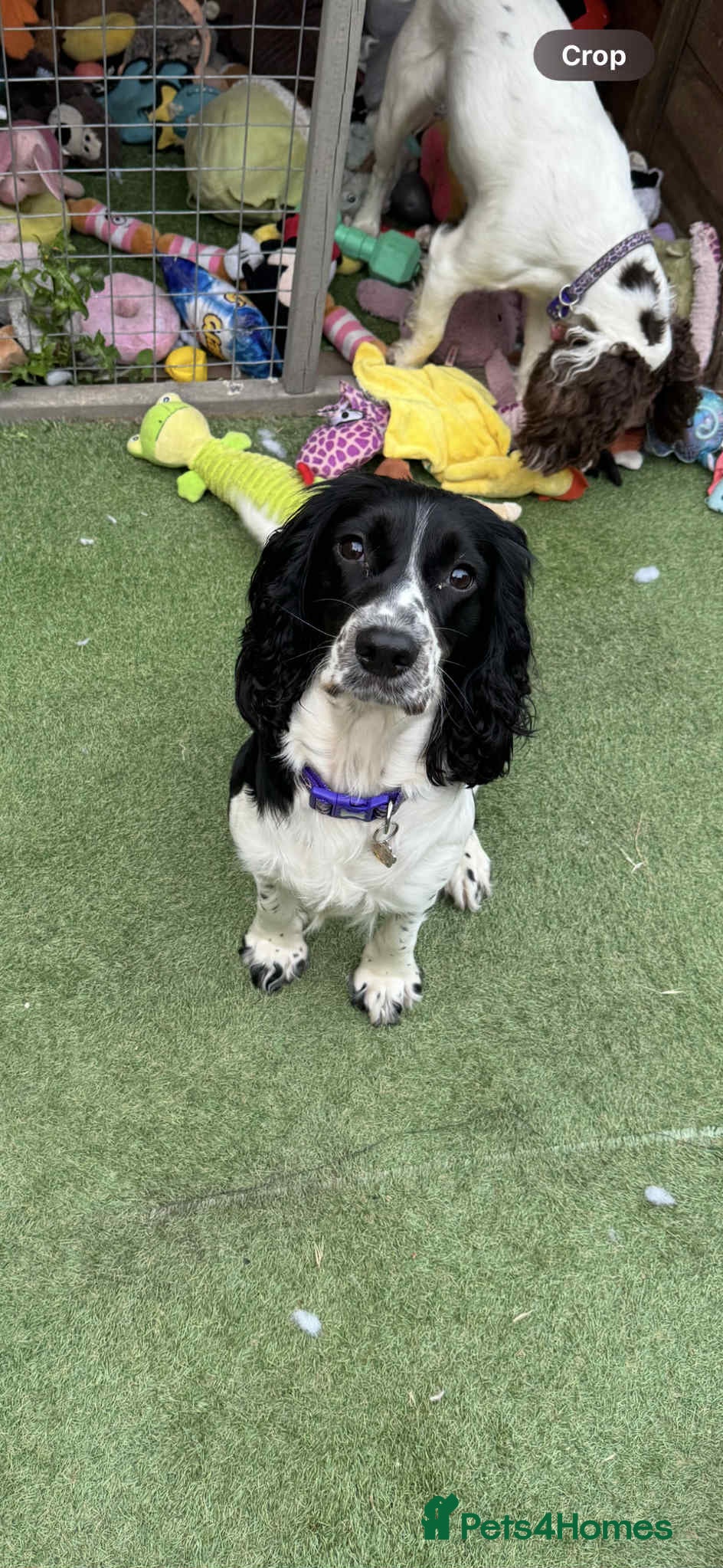 Cockapoo dogs Cockerpoo puppy’s  - Advert 2