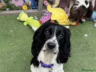 Cockapoo dogs Cockerpoo puppy’s - Advert 2