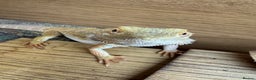 Bearded Dragon reptiles for sale: Bearded Dragon for Sale - Advert 5