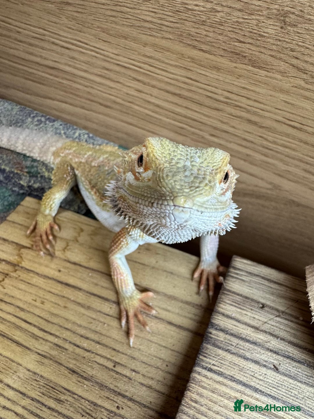 Bearded Dragon reptiles for sale: Bearded Dragon for Sale - Advert 5