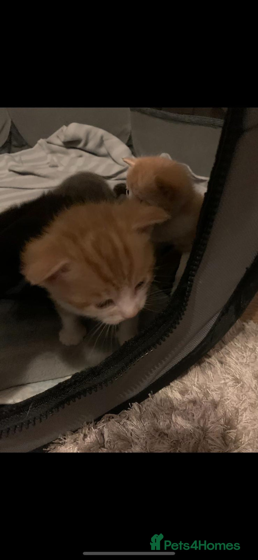 Mixed Breed cats for sale: 3 Male kittens  - Image 15