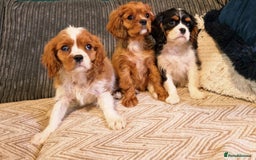 Cavalier King Charles Spaniel dogs for sale: Beautiful King Charles Cavalier Puppies - Image 10