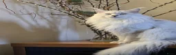 Maine Coon cats for stud: Sir Aslan Silver Shaded Stud  - Advert 7
