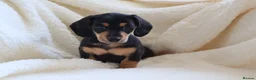 Miniature Dachshund dogs for sale: Miniature Dachshund  - Advert 17