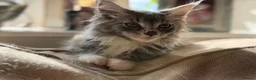 Maine Coon cats for sale: Stunning Gccf reg maine coon kittens  - Advert 25