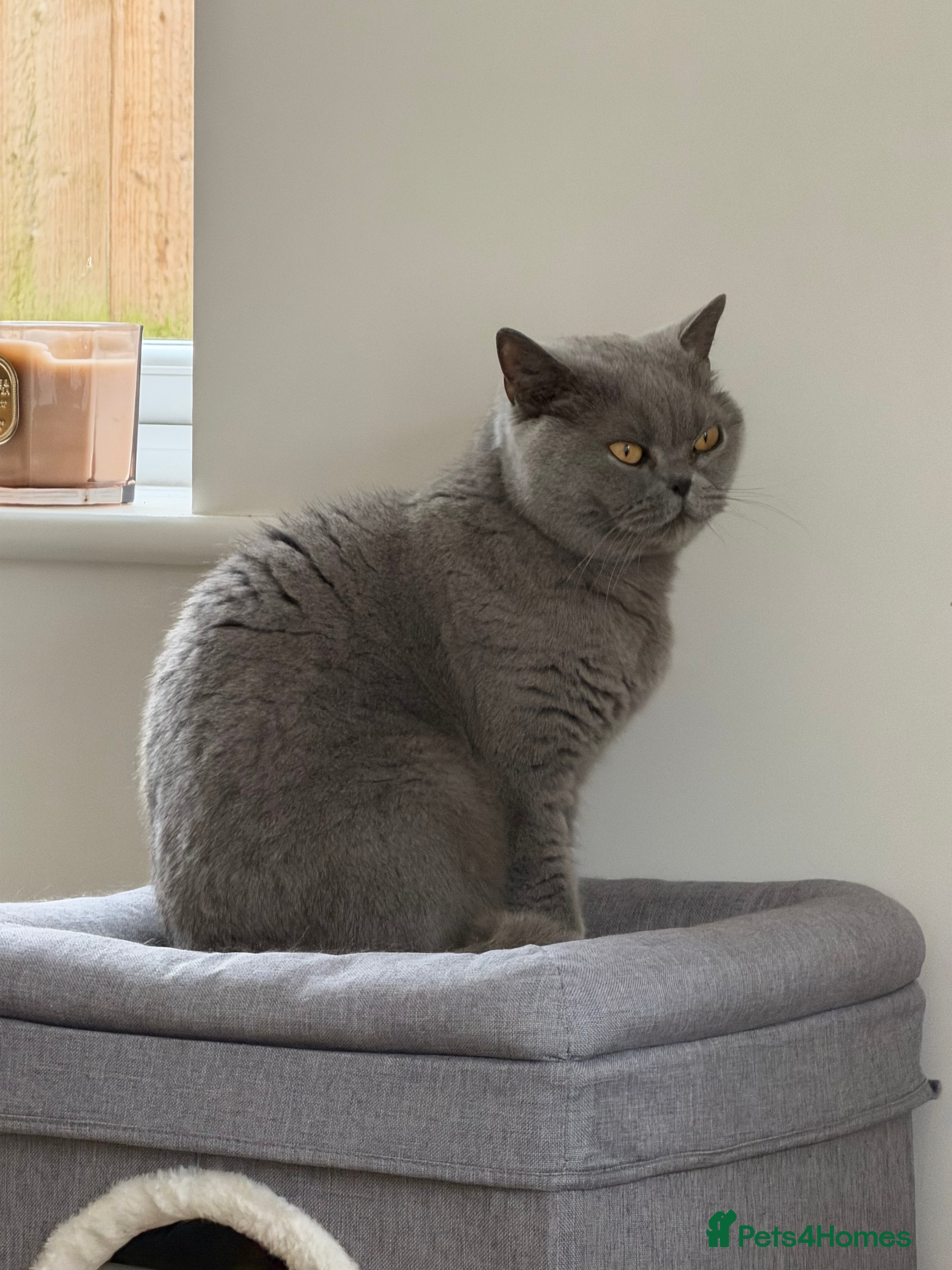 British Shorthair cats Loving home needed for adult  British Shorthair - Advert 14