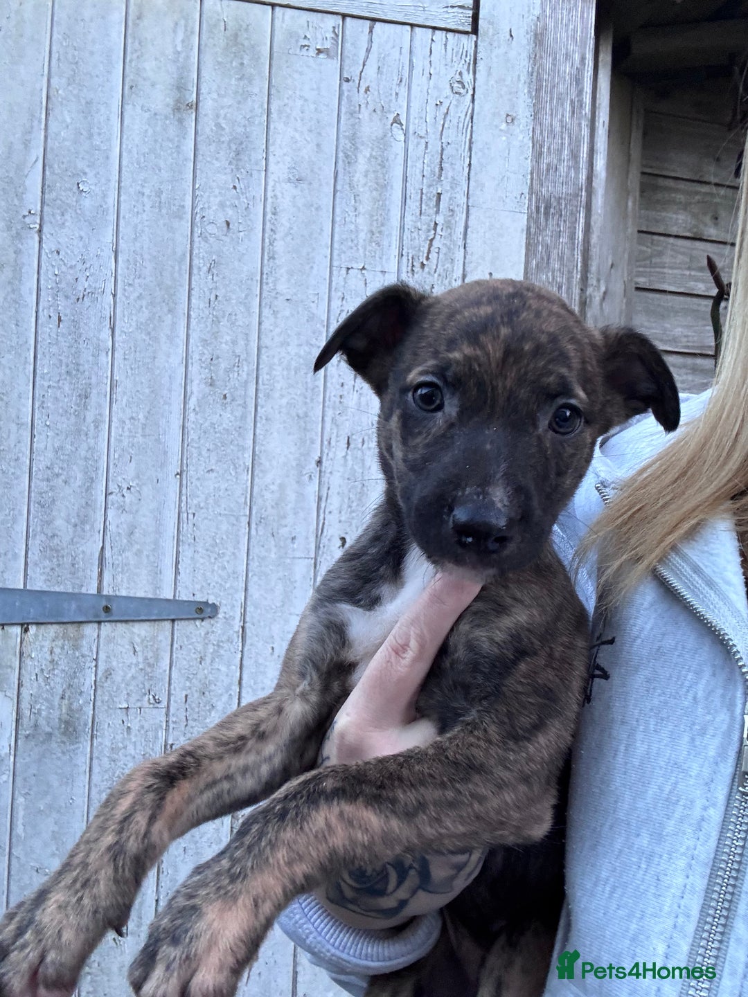 Mixed Breed dogs for sale: Beautiful litter of puppies  - Advert 5