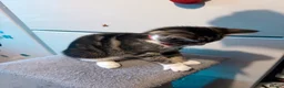 Mixed Breed cats for sale: 4 lovely kittens looking for loving & caring home in Luton - Advert 10