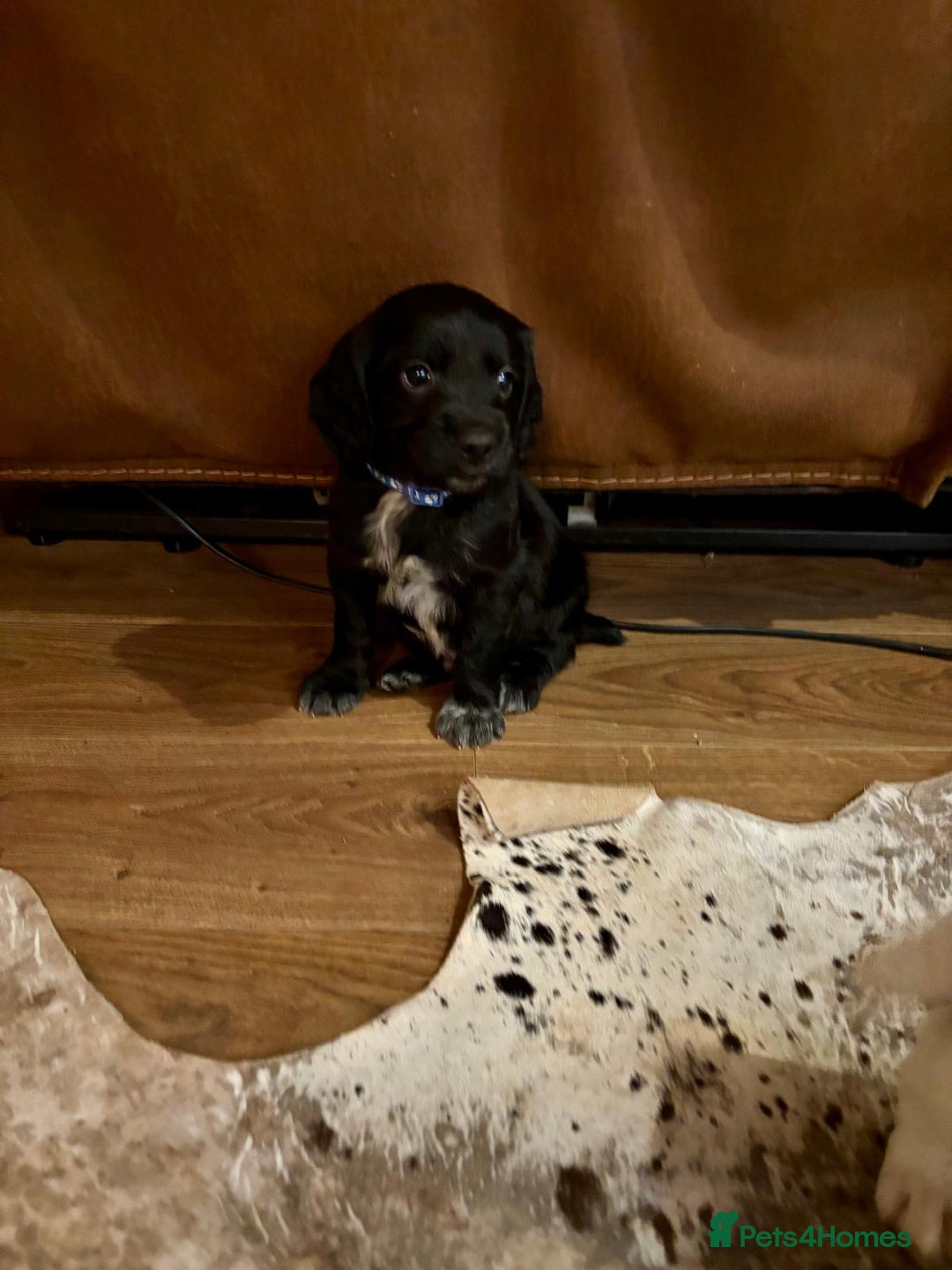 Mixed Breed dogs for sale: Flat coat retriever/spaniel x sprocker  - Advert 7