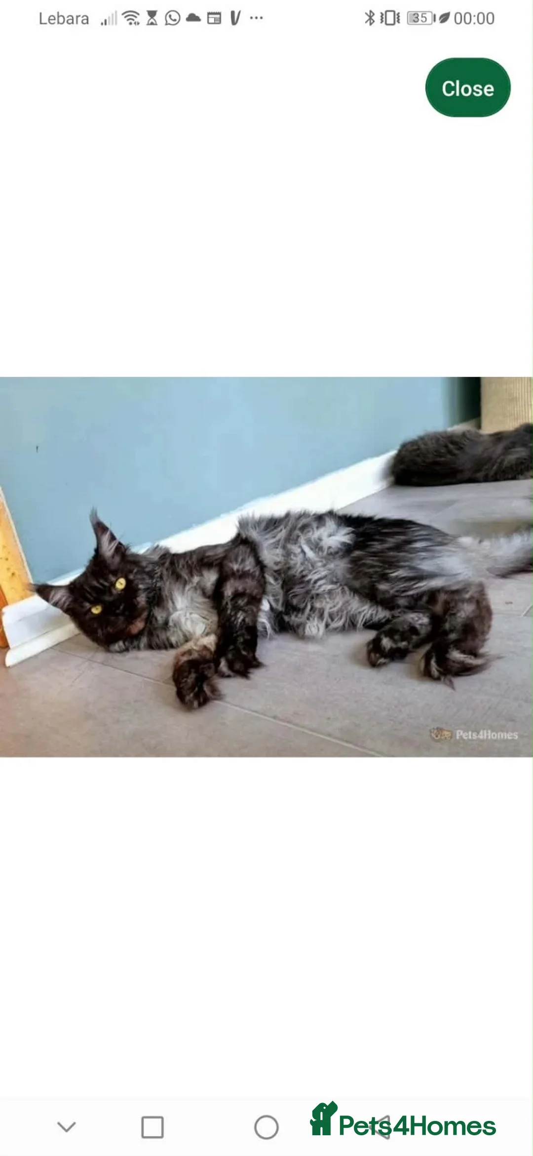 Maine Coon cats for sale: SHOW QUALITY MAINE COON KITTENS - Advert 21