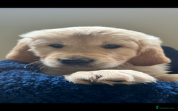 Golden Retriever dogs for sale: Golden retriever puppies🥰 - Image 2