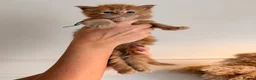 Maine Coon cats for sale: Stunning Mainecoons  in Teignmouth - Advert 18