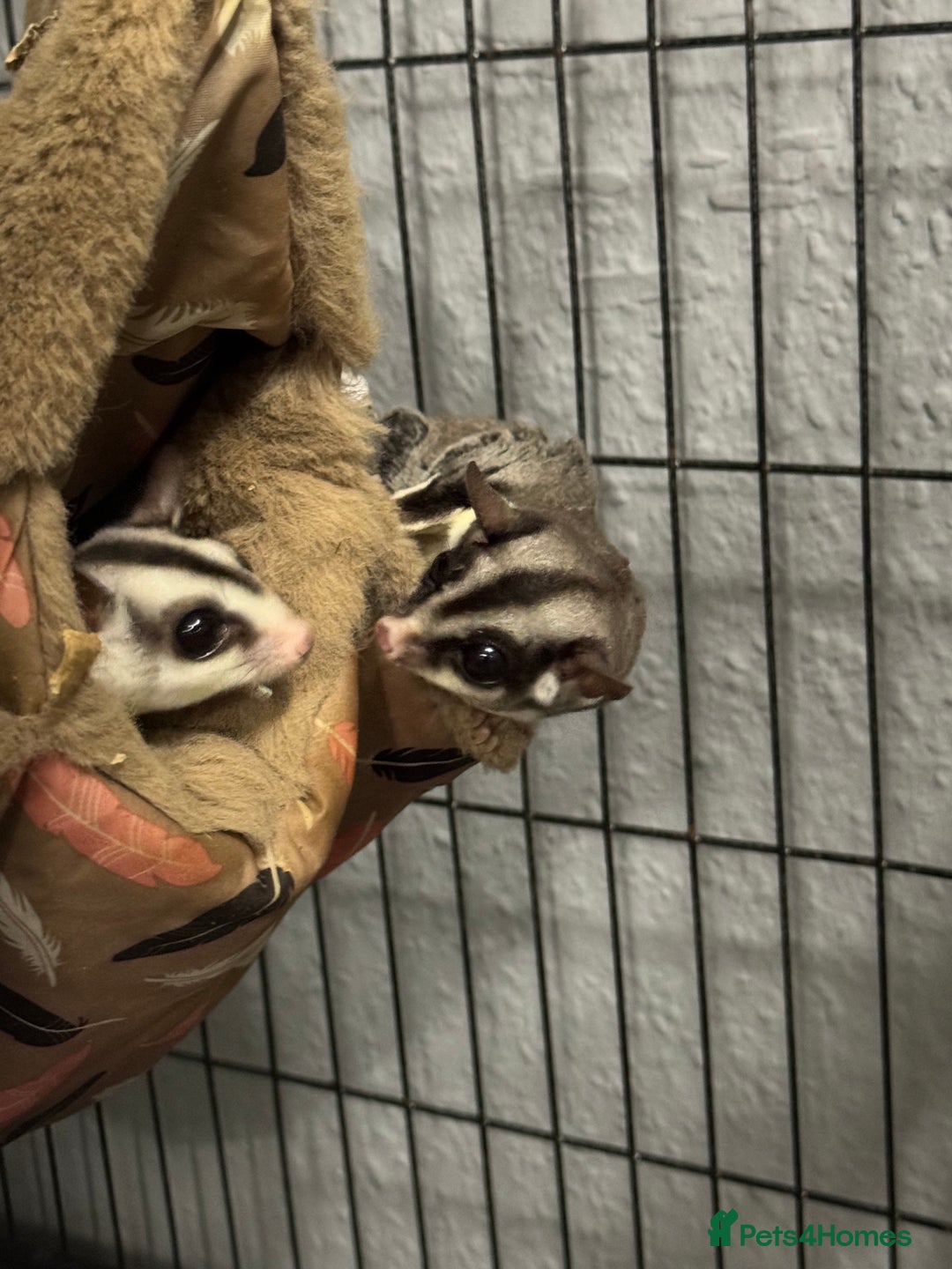 Sugar Glider rodents for sale: Two female sugar gliders with full set up - Image 7