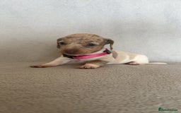 Miniature Dachshund dogs for sale: 5 beautiful Miniture dachshunds for sale - Image 7
