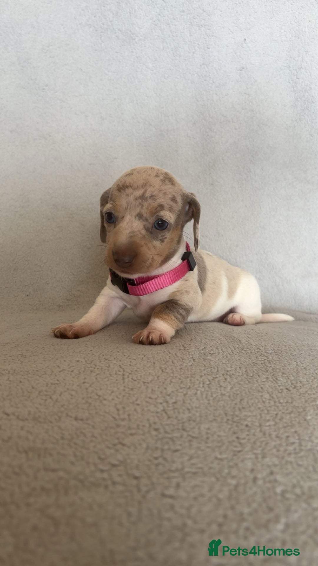 Miniature Dachshund dogs for sale: 5 beautiful Miniture dachshunds for sale - Image 7
