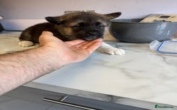 Akita dogs for sale: Bear face American akita  - Image 4