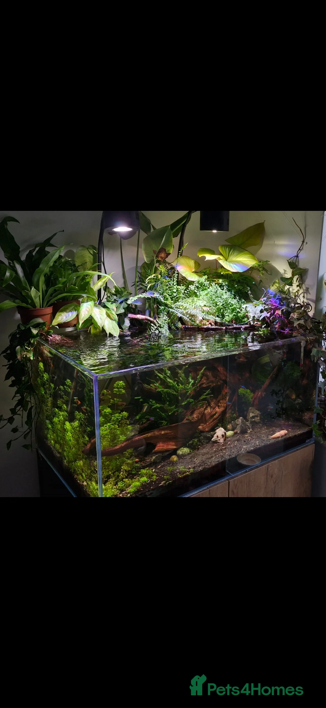 Plecos fish for sale: Plecos for sale - Advert 2