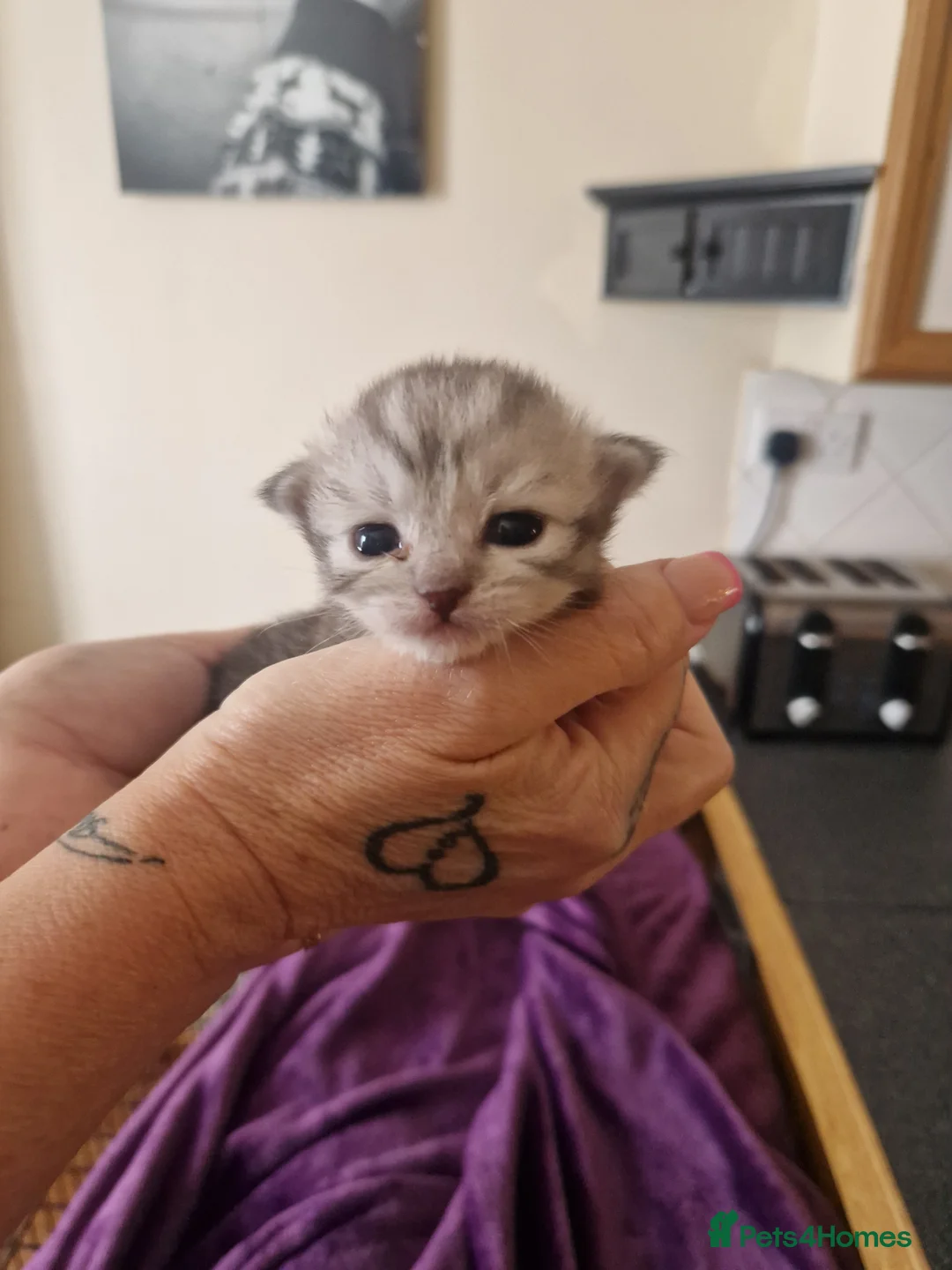 Mixed Breed cats for sale: Rsgdoll/chincillia in Sleaford - Advert 17