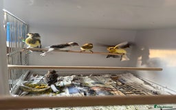 Canaries birds for sale: Spanish timbrado canaries - Image 1