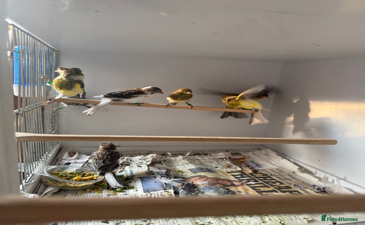 Canaries birds - Advert 2
