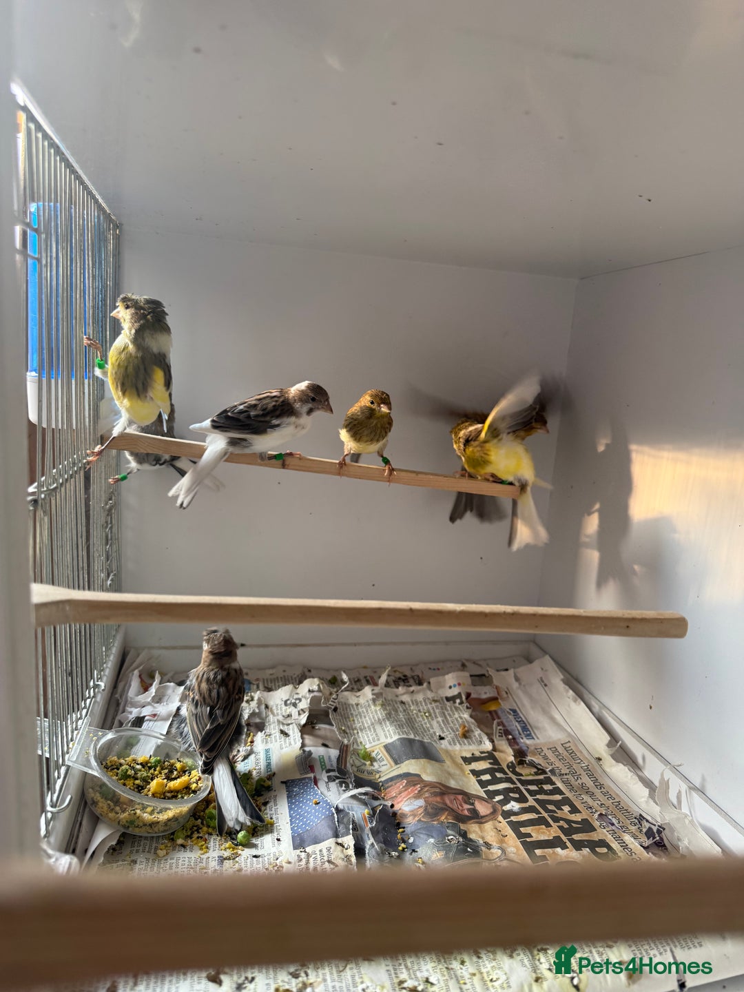 Canaries birds for sale: Spanish timbrado canaries - Image 1