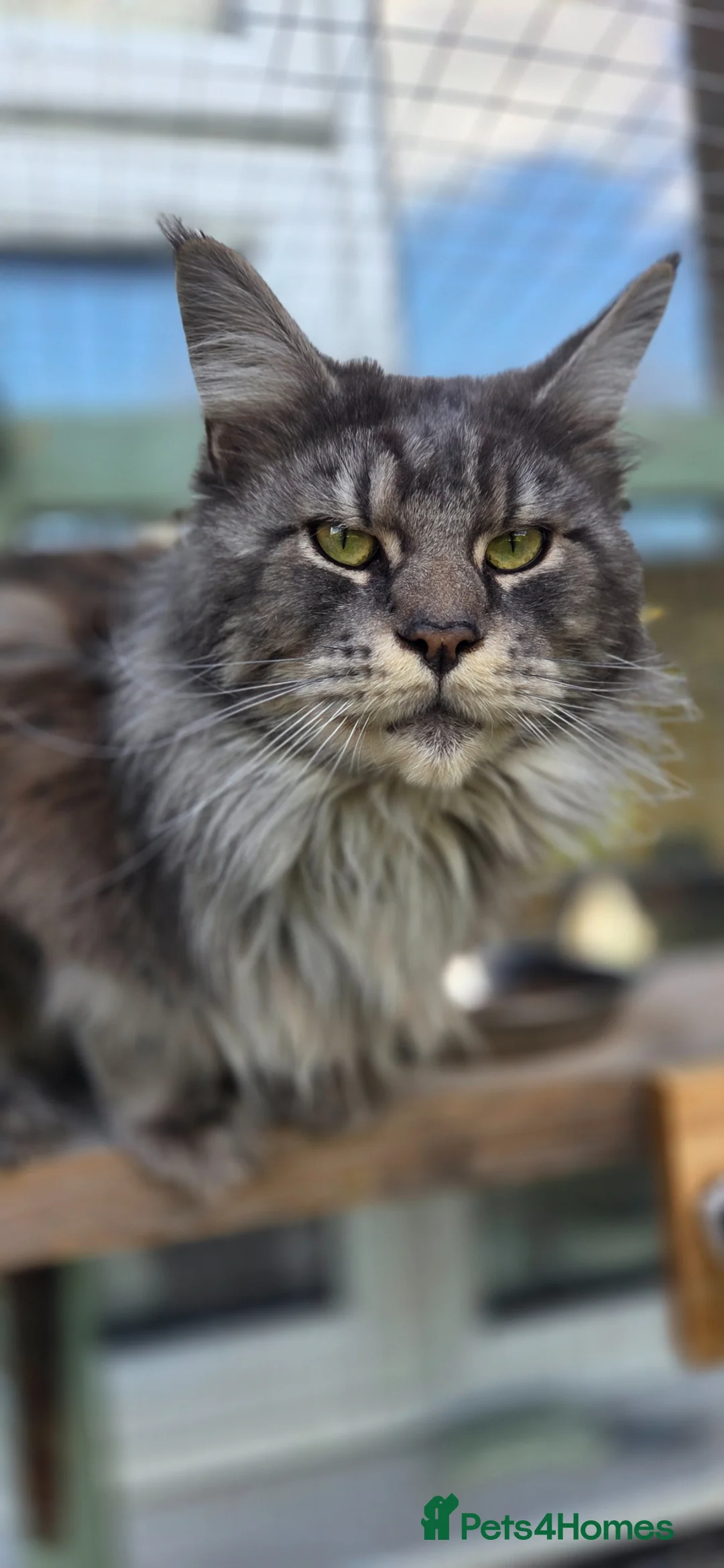 Maine Coon cats for sale: Maincoon boy - Advert 2