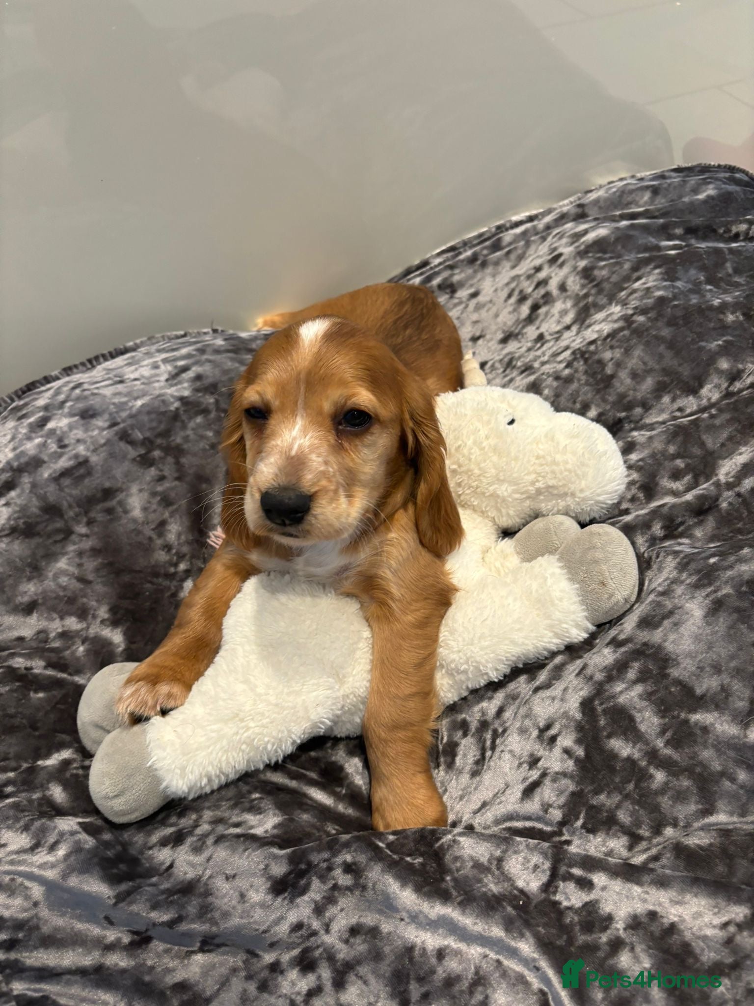 Cockalier dogs Female  - Advert 1